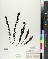 Neobartsia orthocarpiflora subsp. orthocarpiflora image