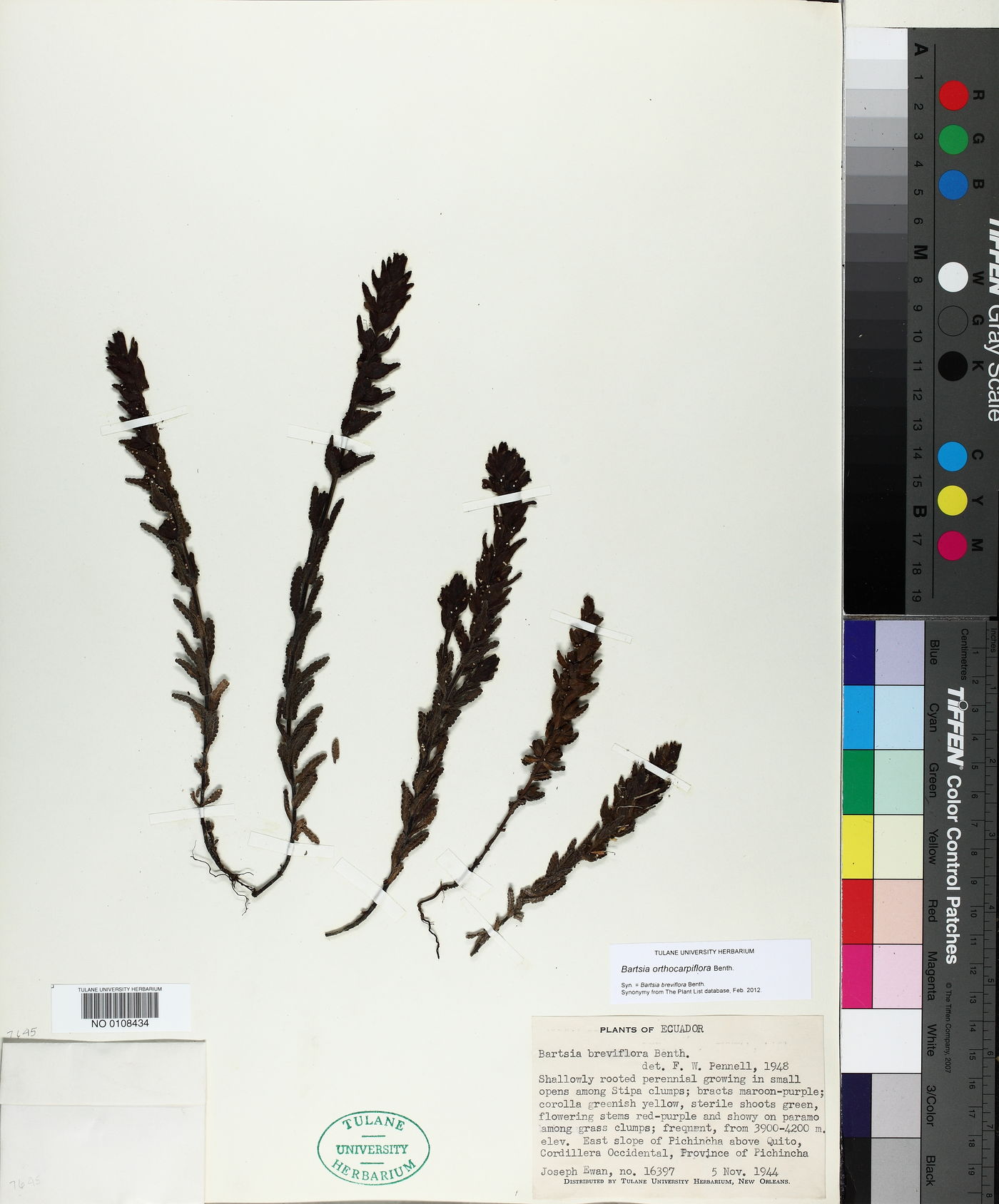 Neobartsia orthocarpiflora image