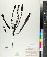 Neobartsia orthocarpiflora subsp. orthocarpiflora image