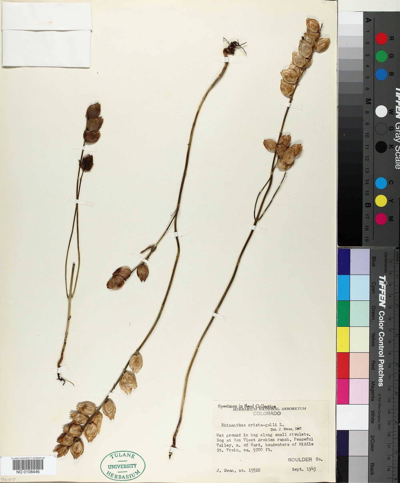 Rhinanthus minor subsp. minor image