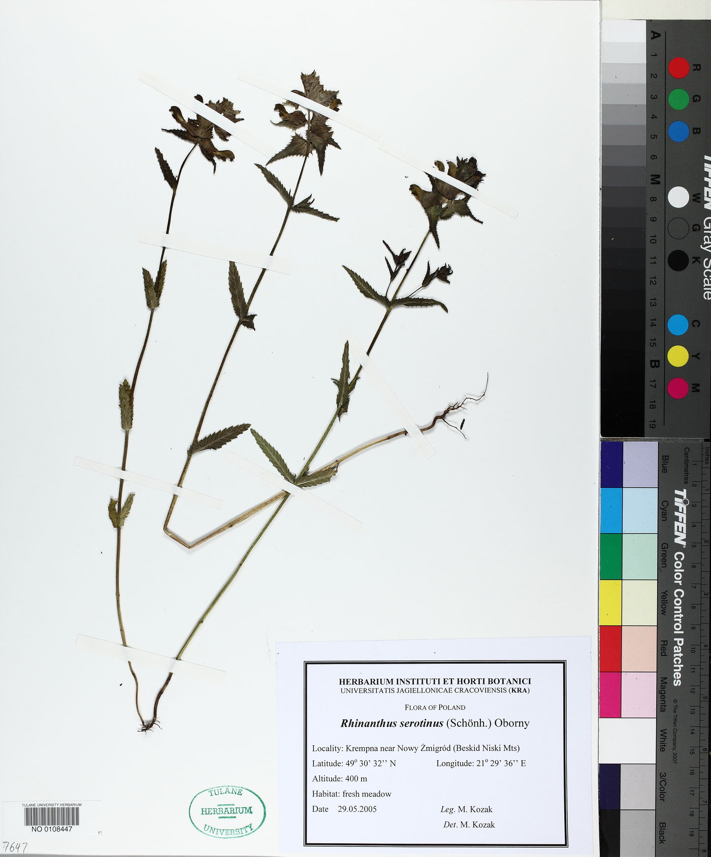 Rhinanthus serotinus image