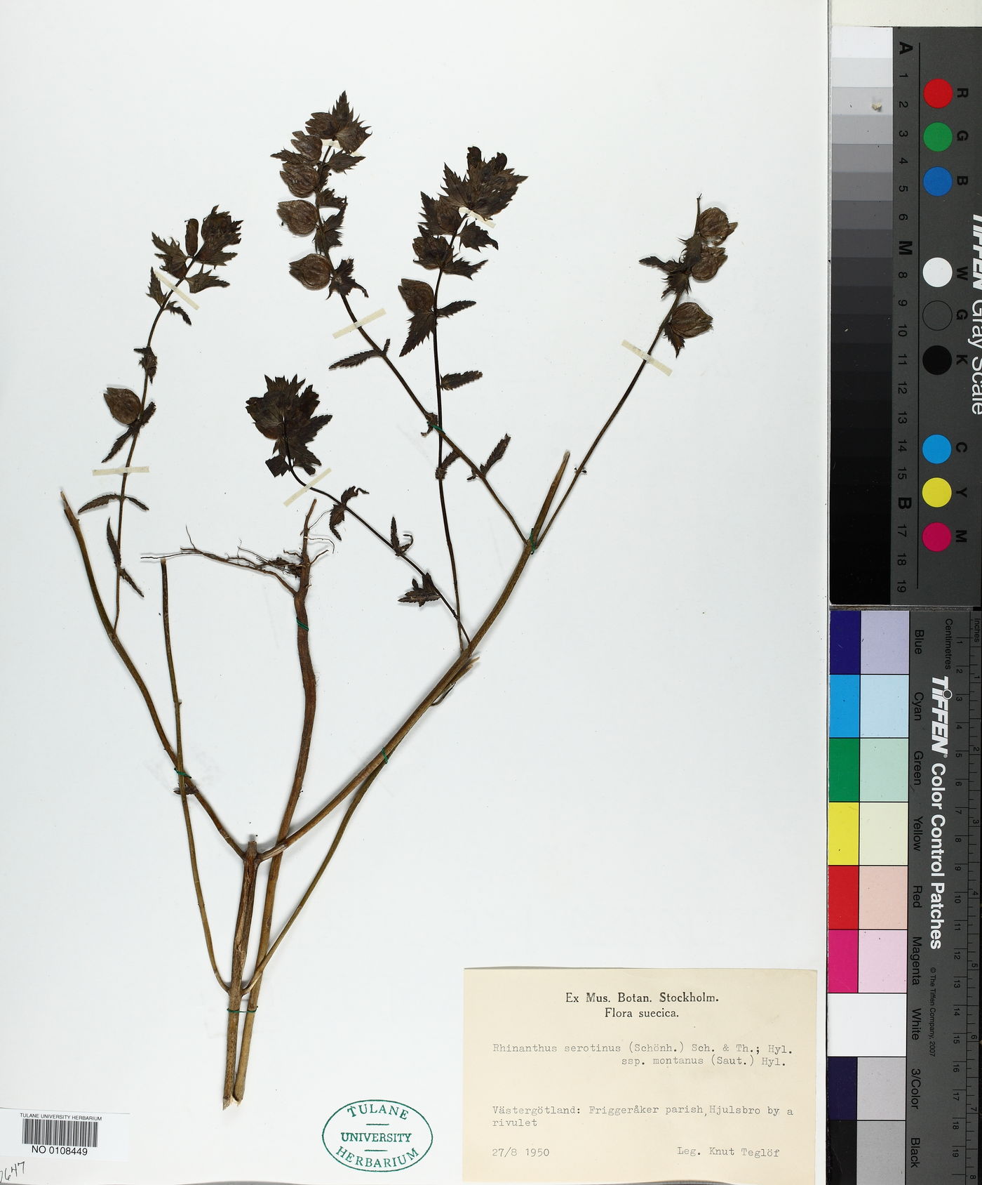 Rhinanthus serotinus image