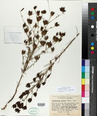 Cordylanthus rigidus subsp. rigidus image