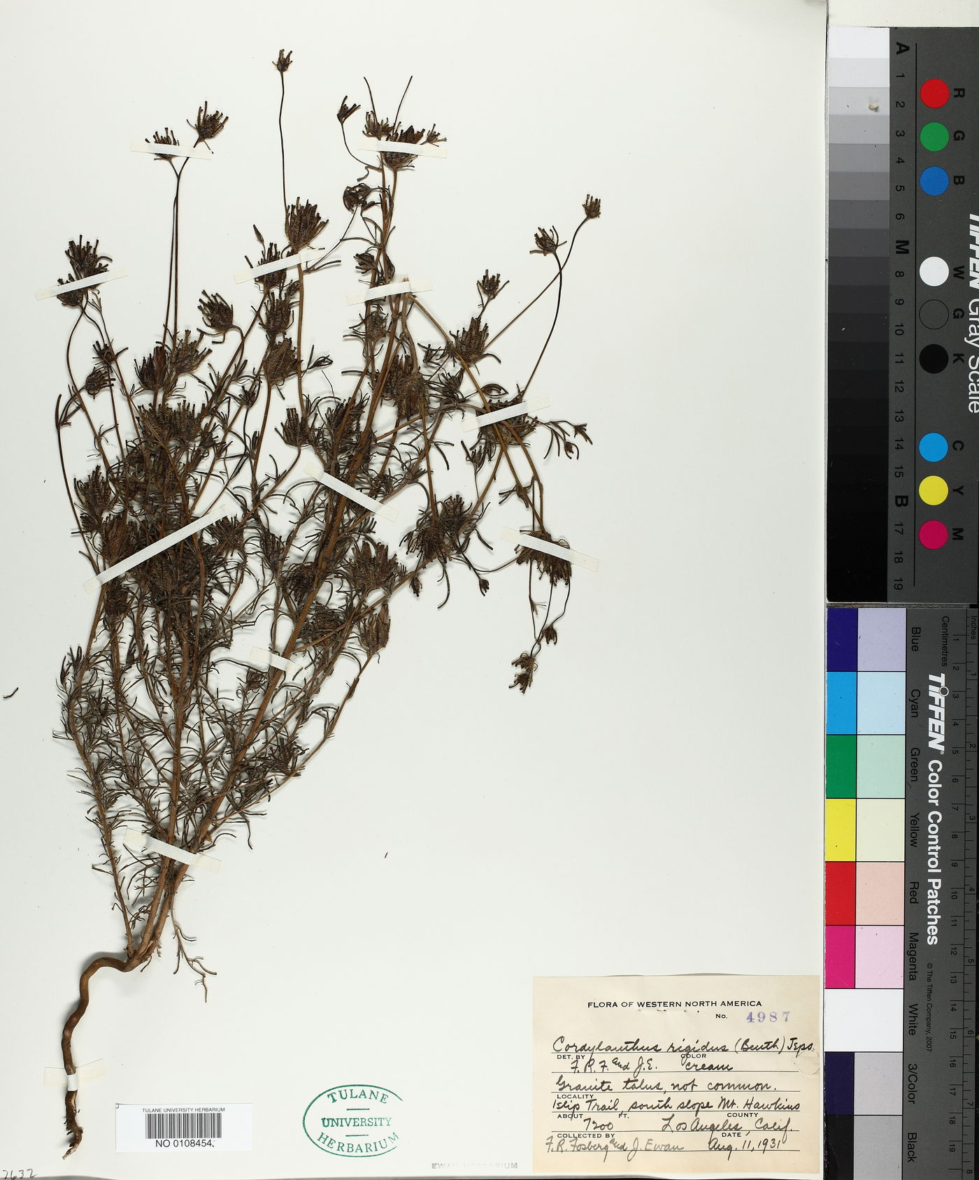 Cordylanthus rigidus image