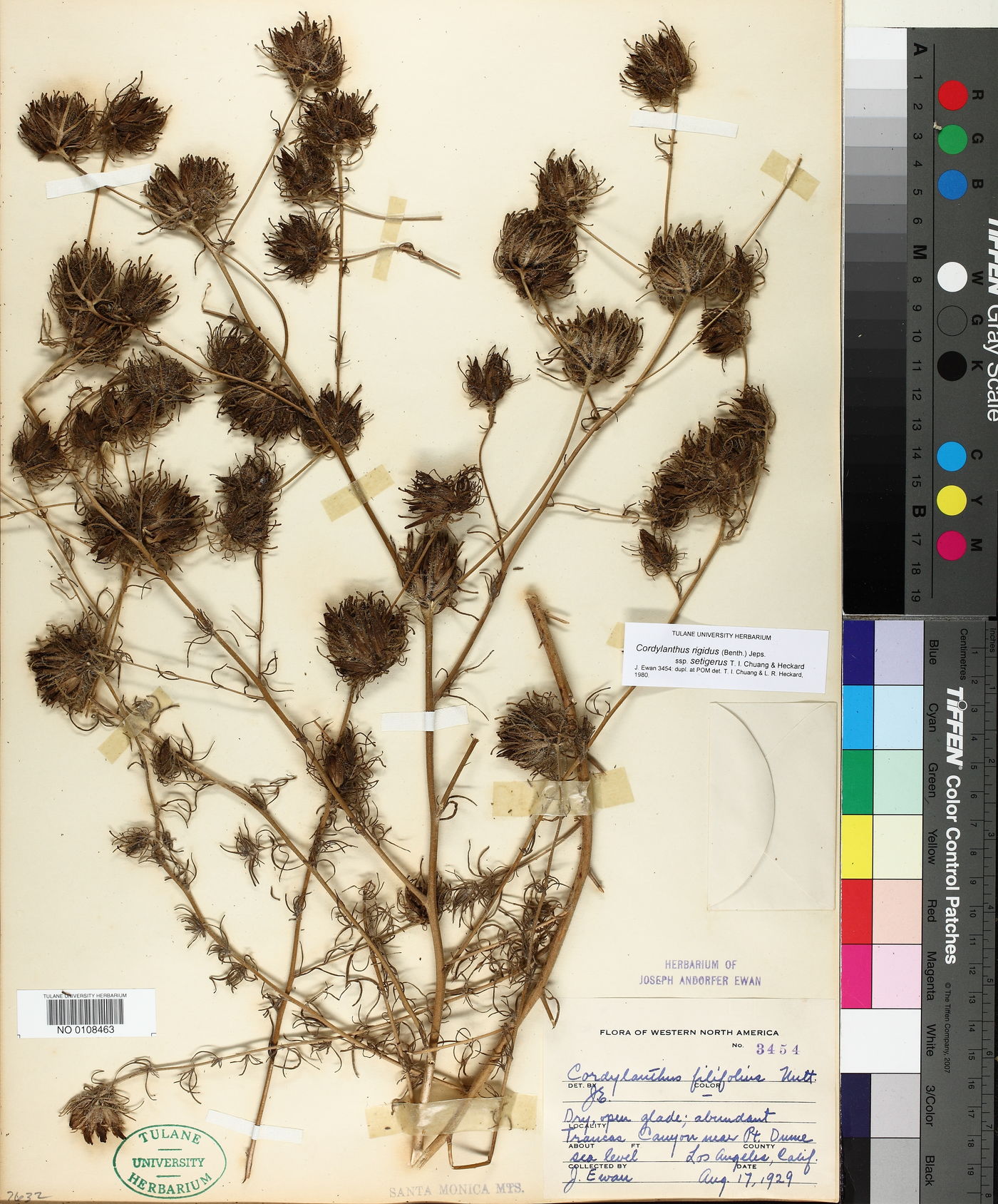 Cordylanthus rigidus image