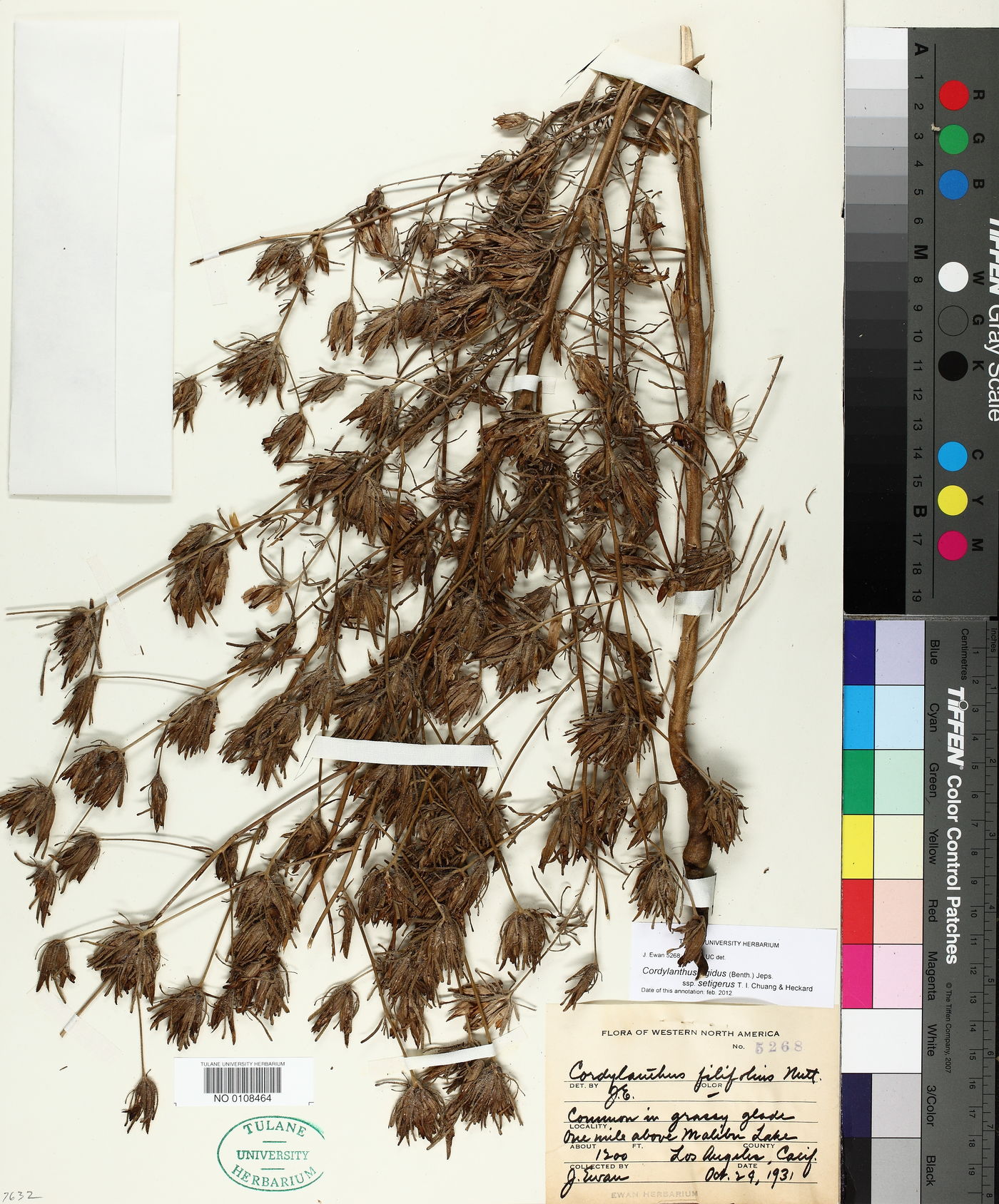 Cordylanthus rigidus subsp. setigerus image