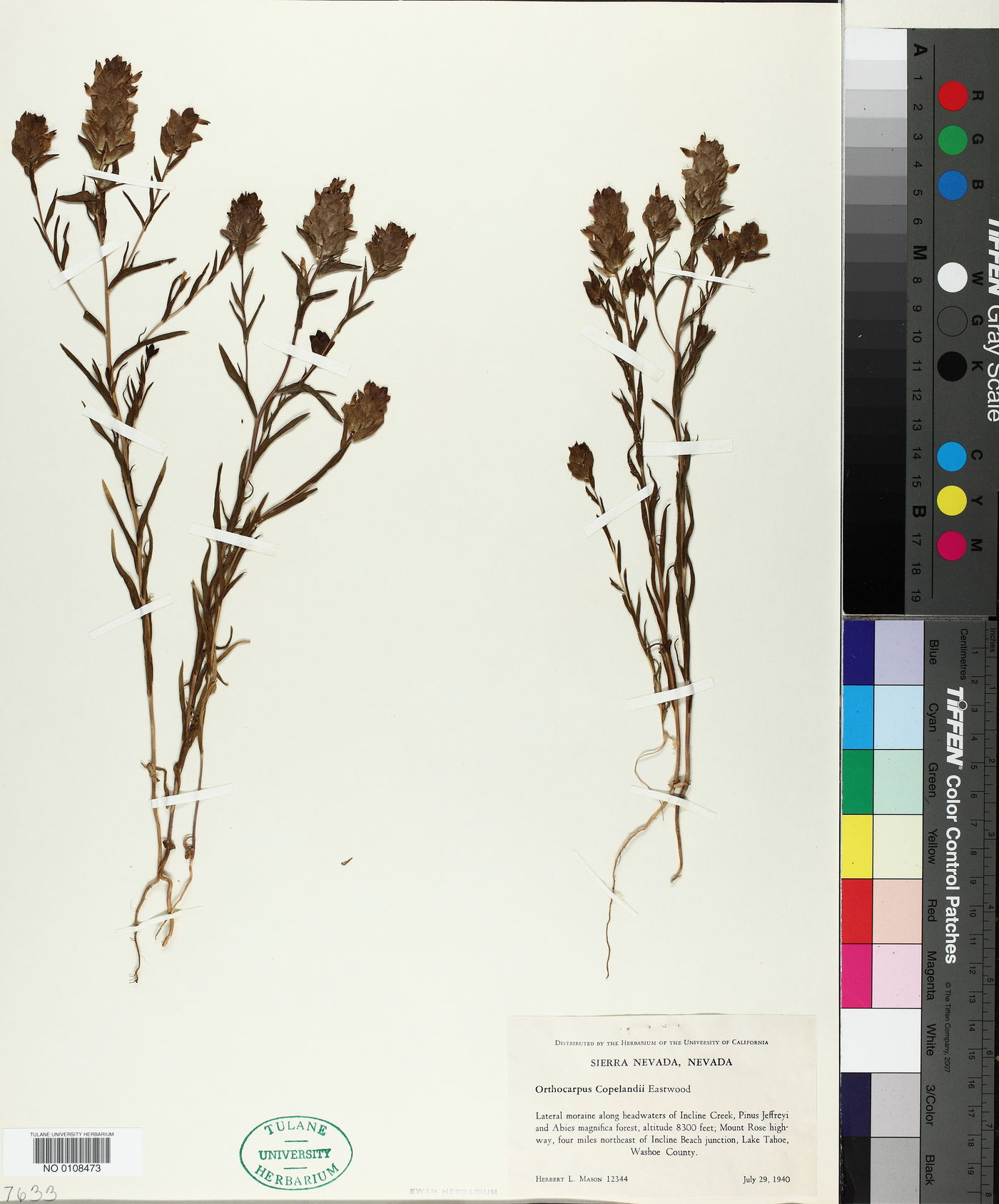 Orthocarpus copelandii image