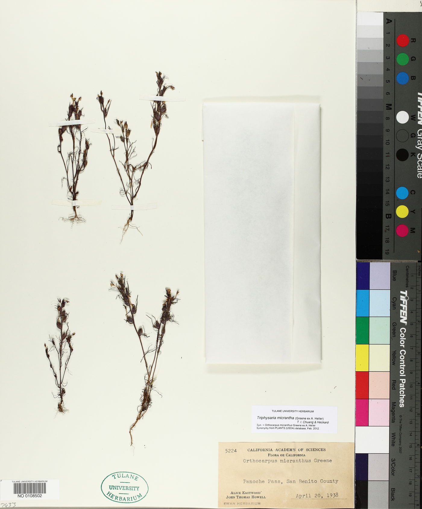 Triphysaria micrantha image