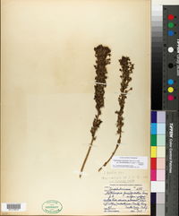 Triphysaria versicolor subsp. faucibarbatus image