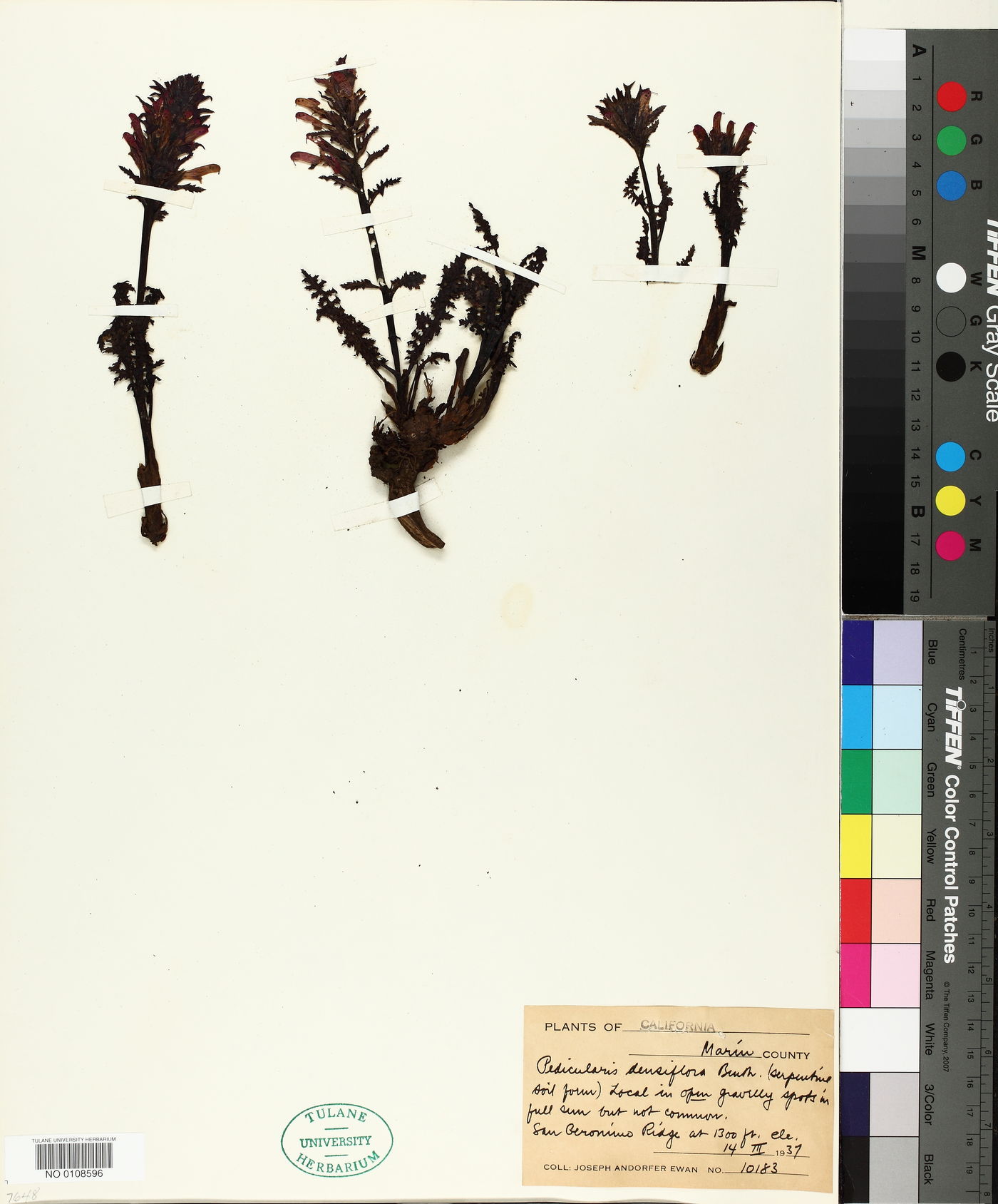 Pedicularis densiflora image