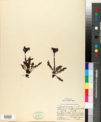 Pedicularis ornithorhyncha image