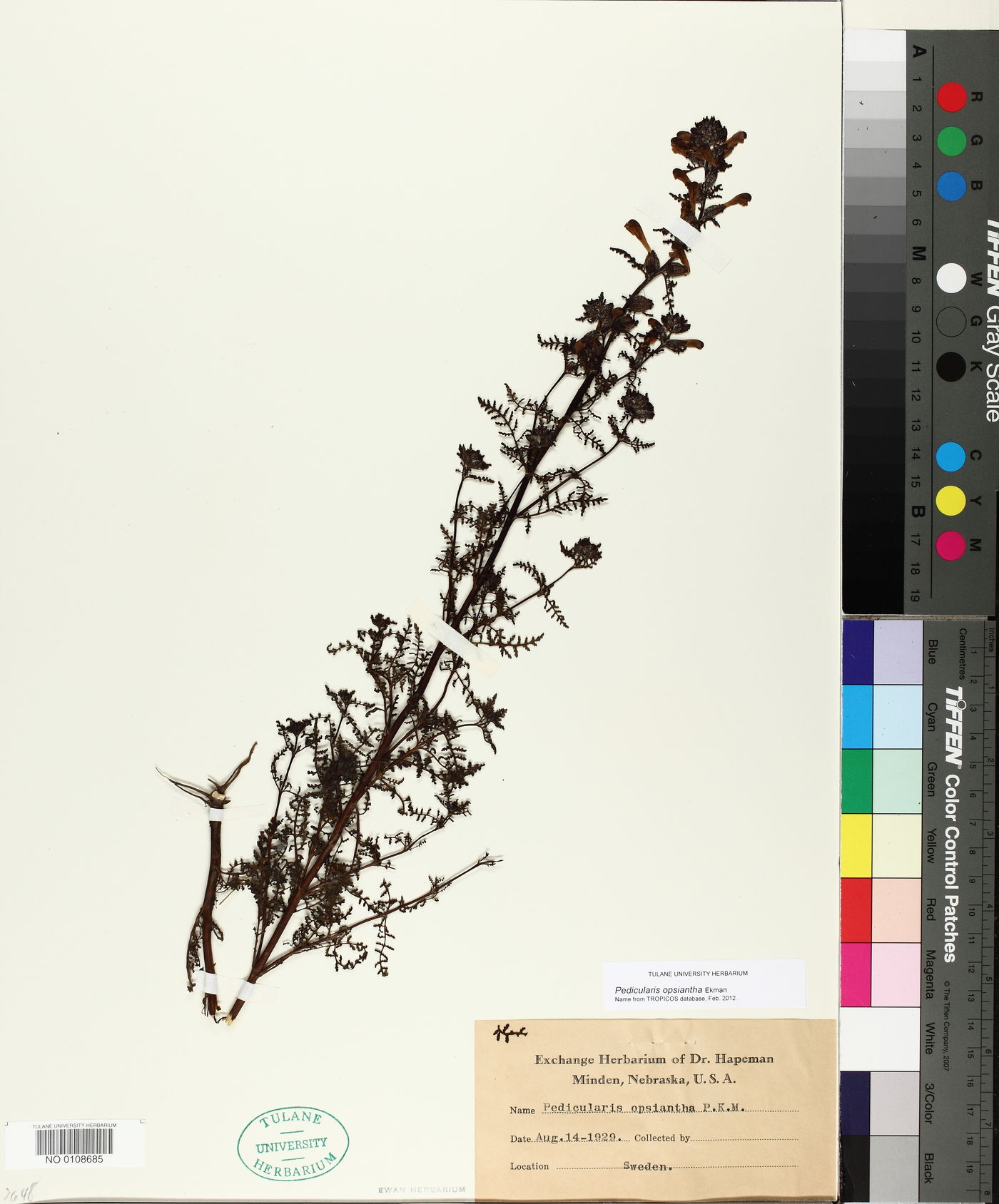 Pedicularis palustris image