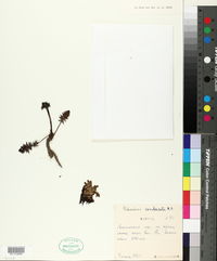 Image of Pedicularis condensata