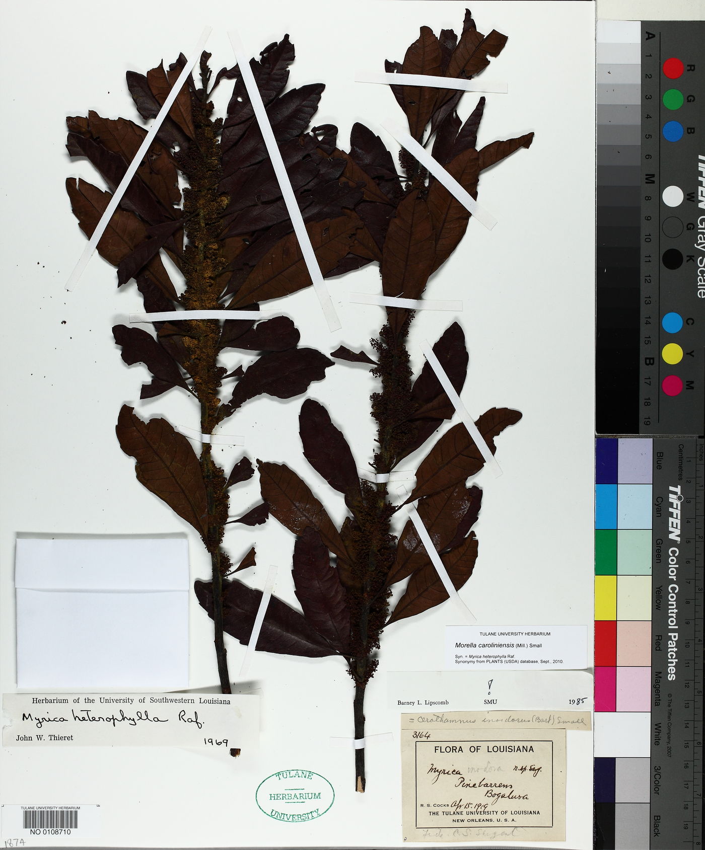 Morella caroliniensis image