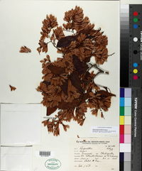 Ruprechtia laxiflora image
