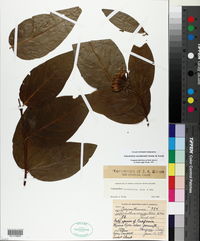 Calycanthus occidentalis image