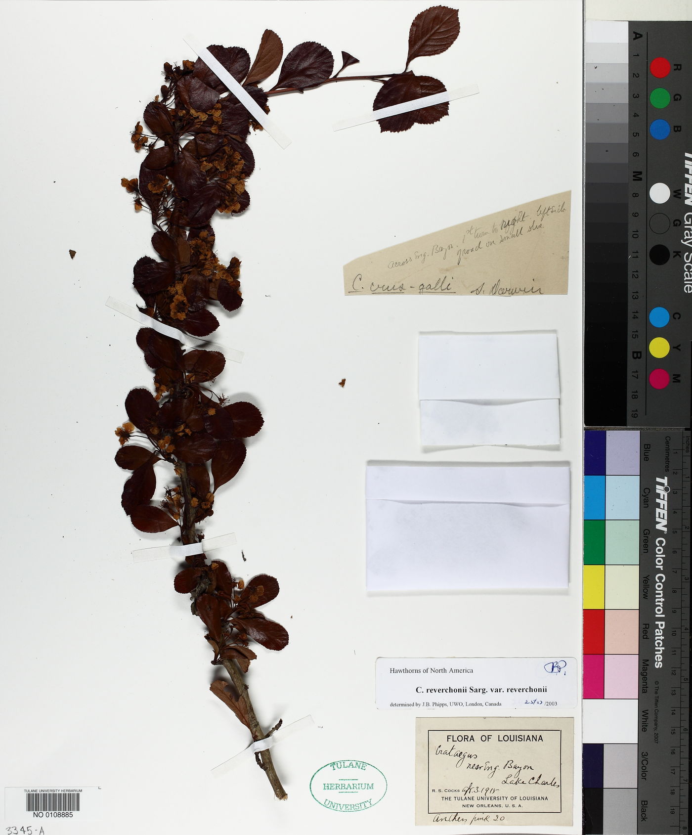 Crataegus reverchonii var. reverchonii image
