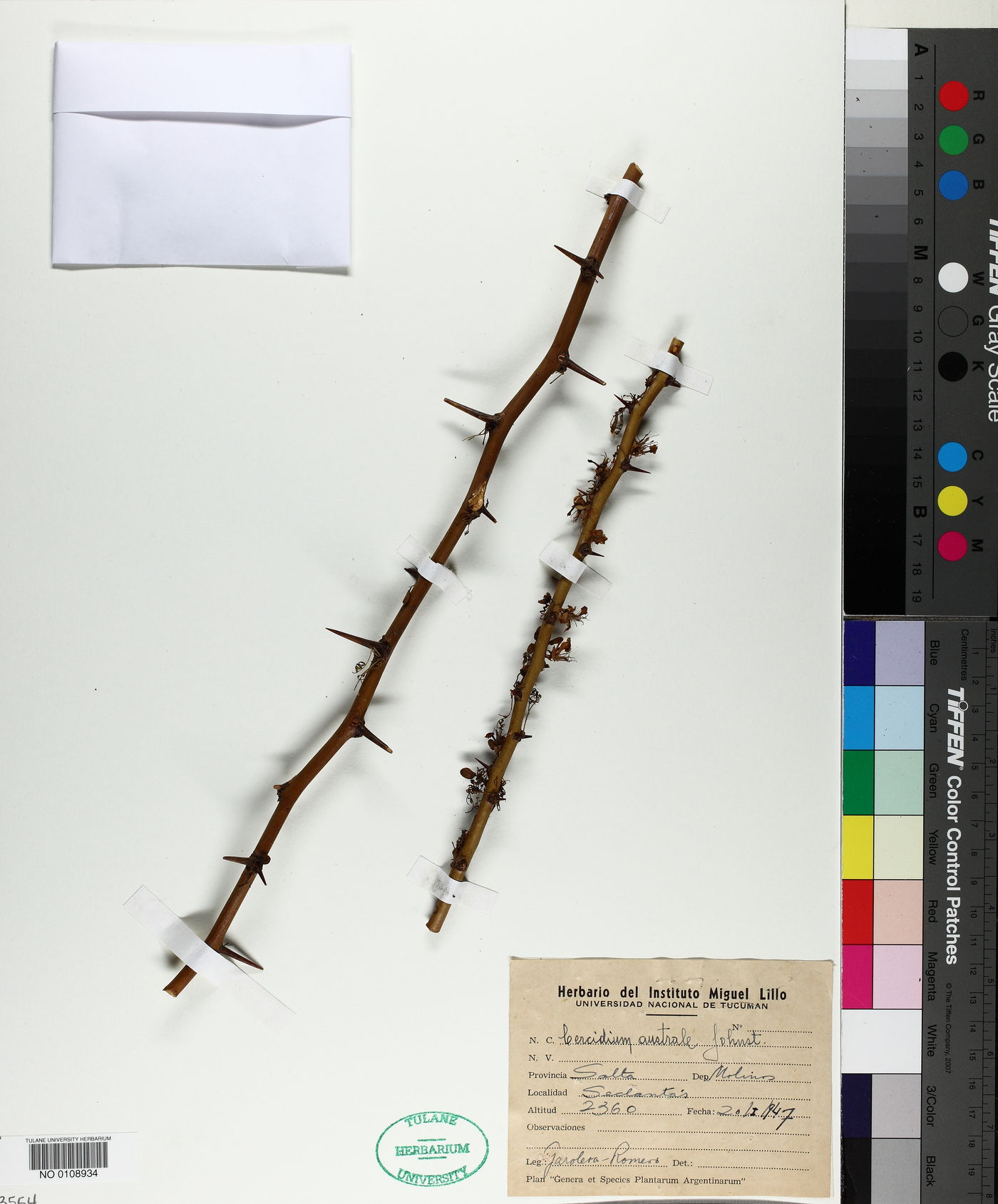 Gleditsia australis image