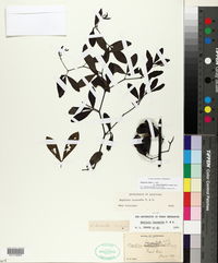 Baptisia alba image