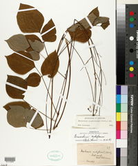 Hylodesmum pauciflorum image