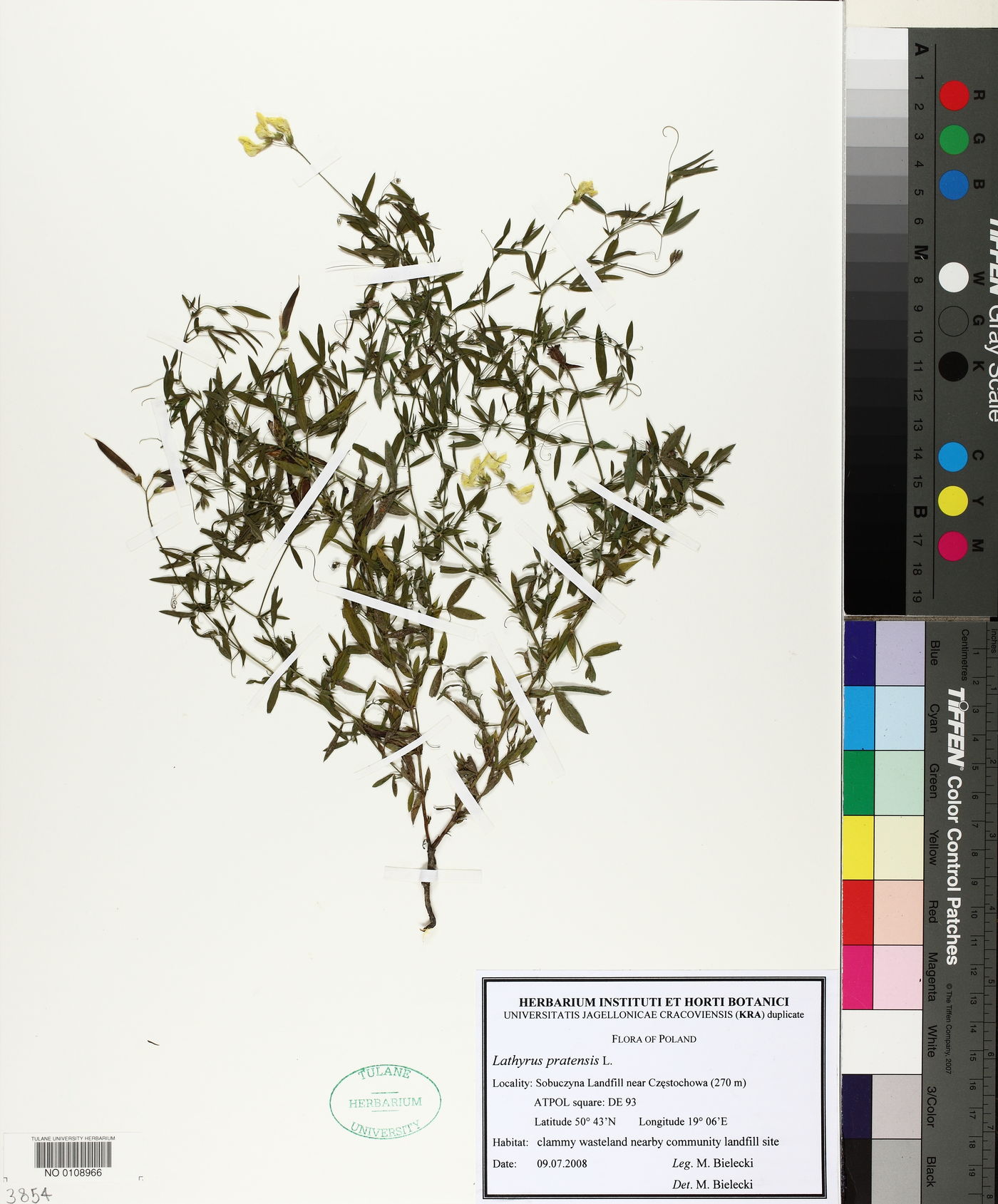 Lathyrus pratensis image