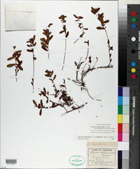 Hypericum hypericoides subsp. multicaule image