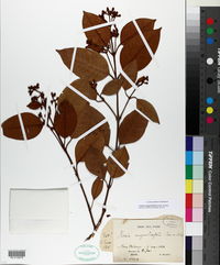 Image of Vismia magnoliifolia