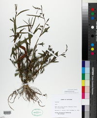 Ludwigia decurrens image