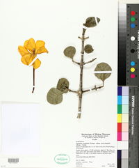 Gardenia ternifolia subsp. jovis-tonantis image