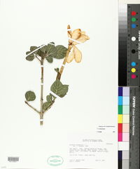 Gardenia thunbergia image