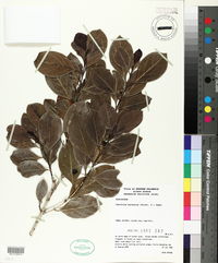 Image of Cyclophyllum barbatum