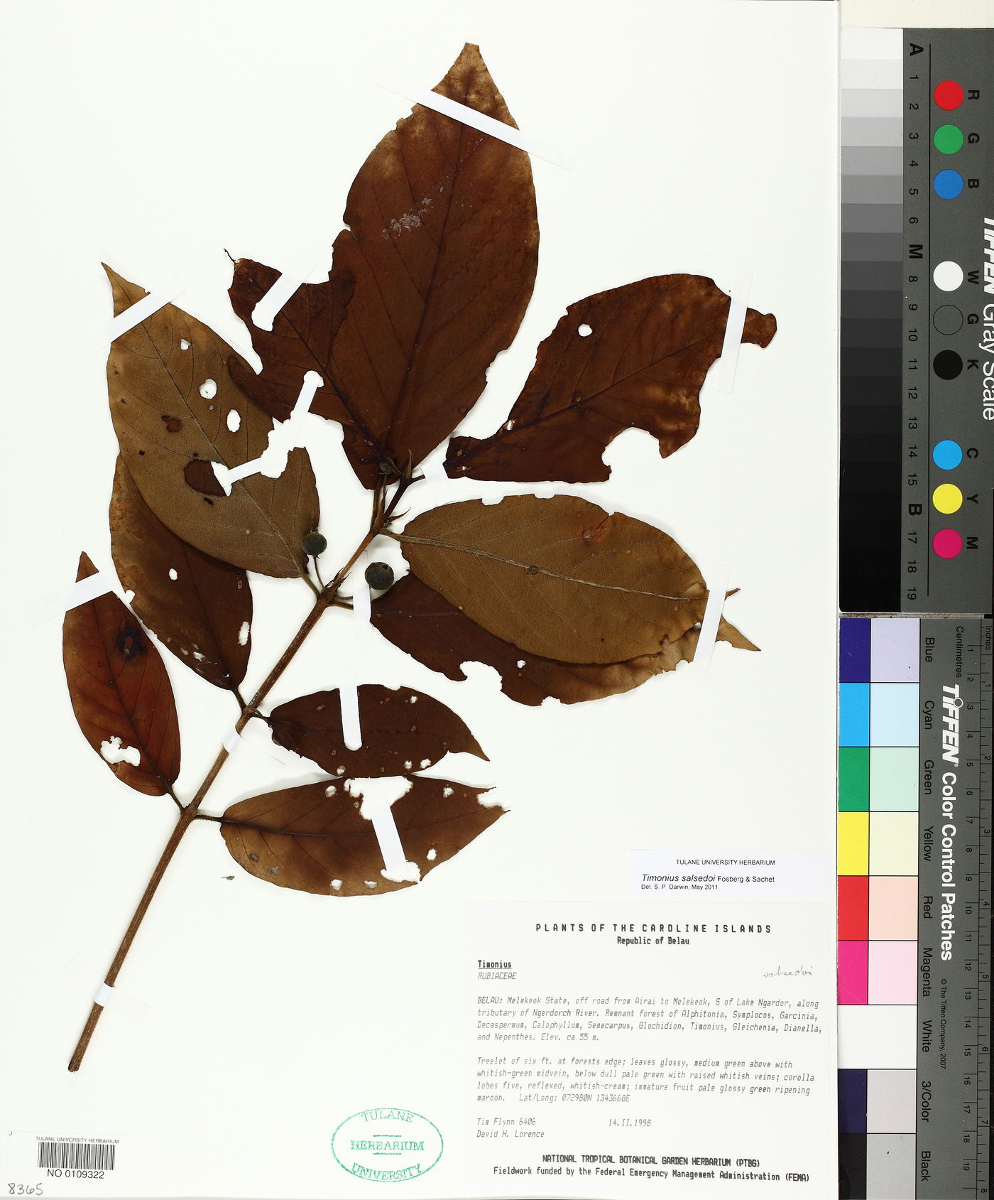 Timonius salsedoi image