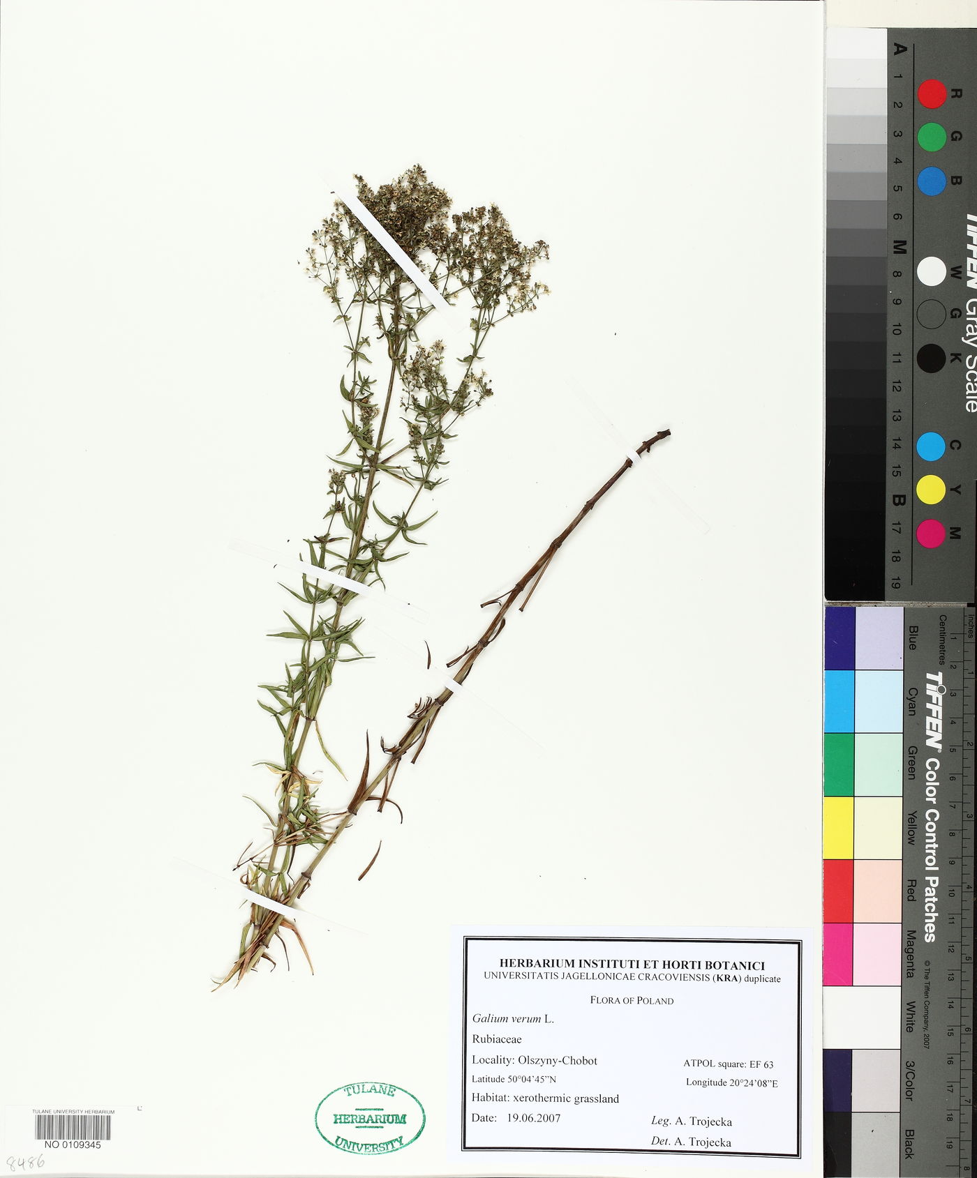 Galium cryptanthum image