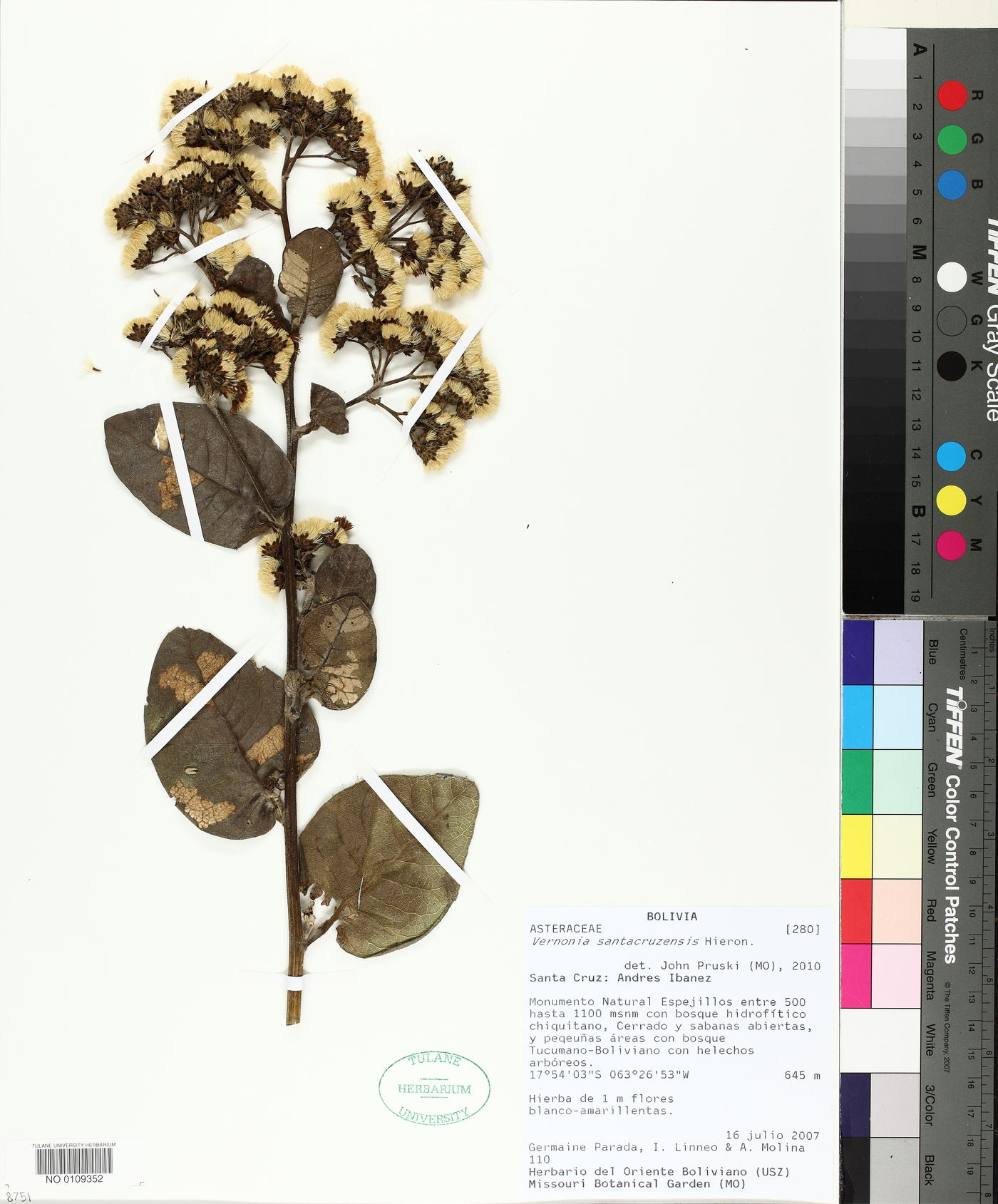 Vernonanthura santacruzensis image