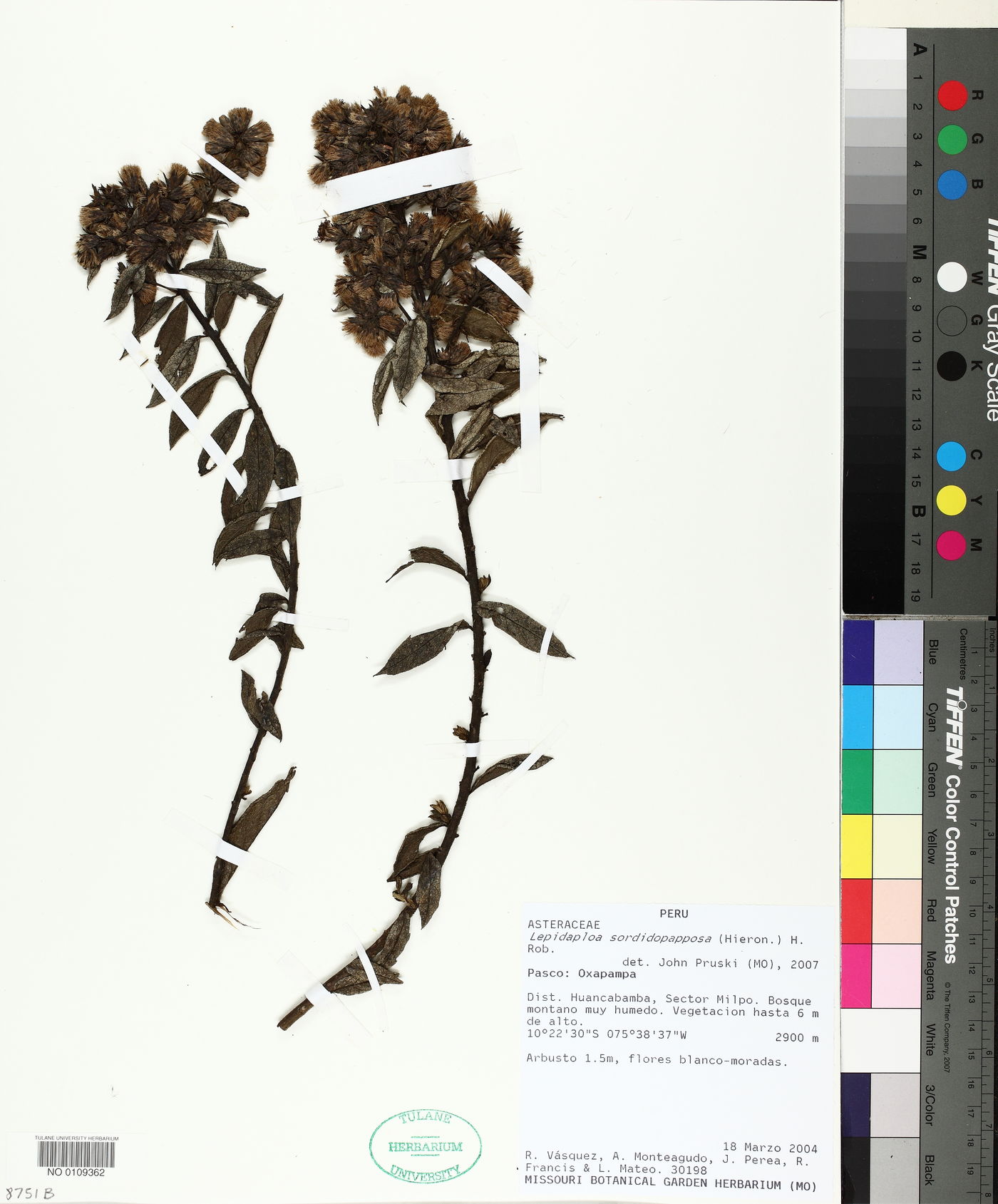 Lepidaploa sordidopapposa image