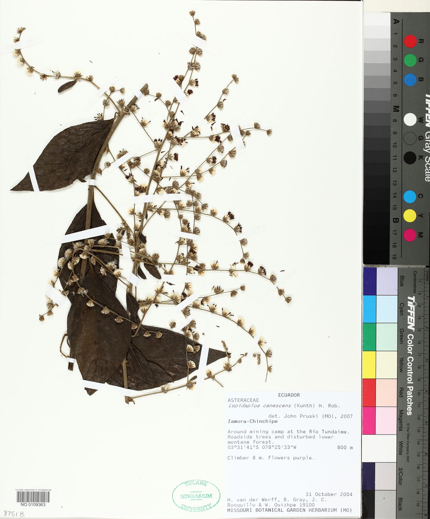 Lepidaploa canescens image