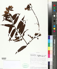 Lessingianthus laurifolius image