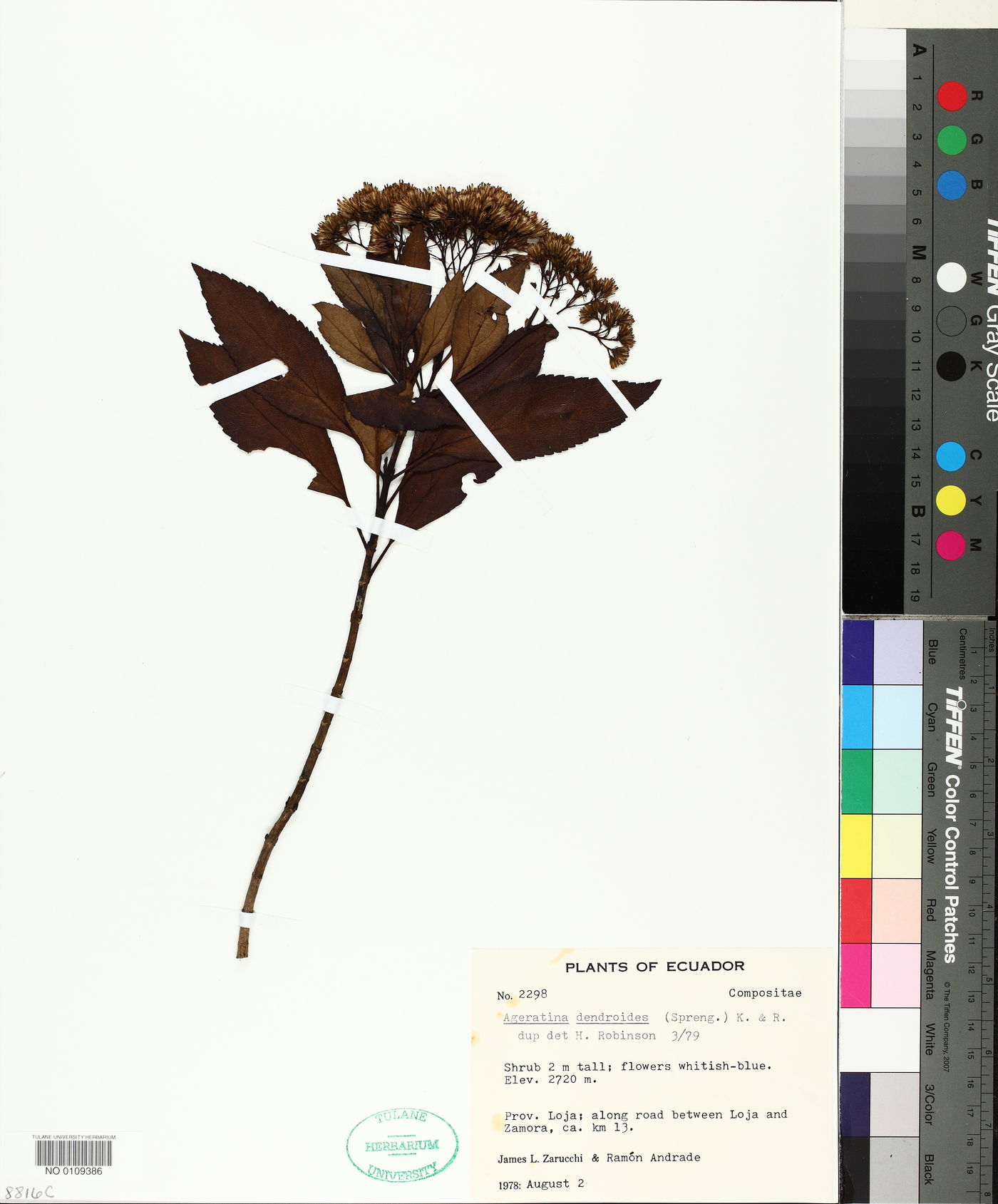 Ageratina dendroides image