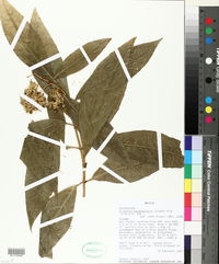 Image of Critonia sexangularis