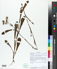 Conyza primulifolia image