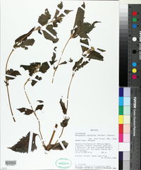 Image of Melanthera latifolia