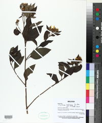 Image of Oyedaea boliviana