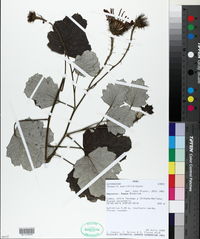 Onoseris acerifolia image