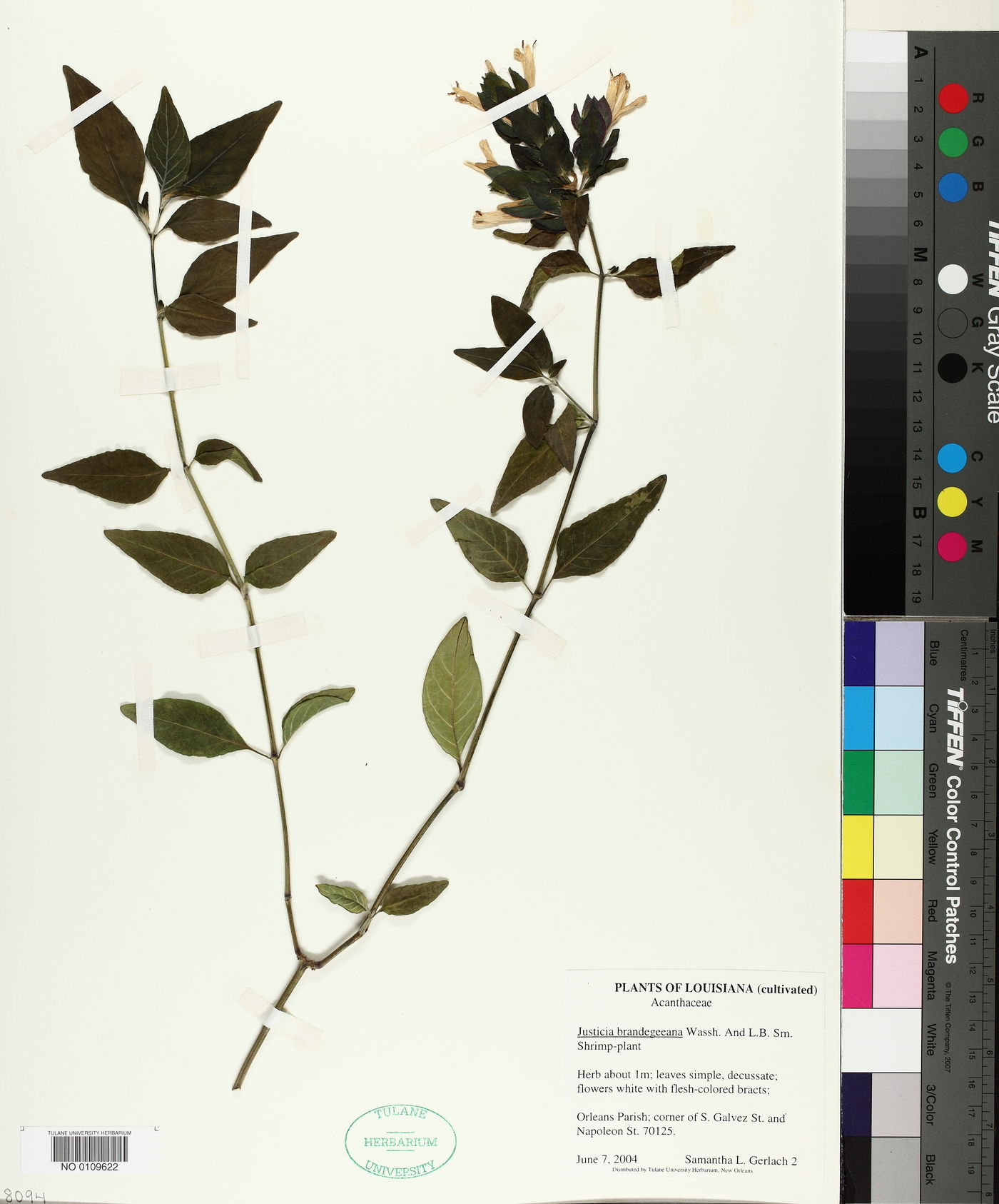 Justicia brandegeeana image