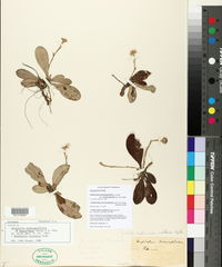 Antennaria plantaginifolia var. monocephala image