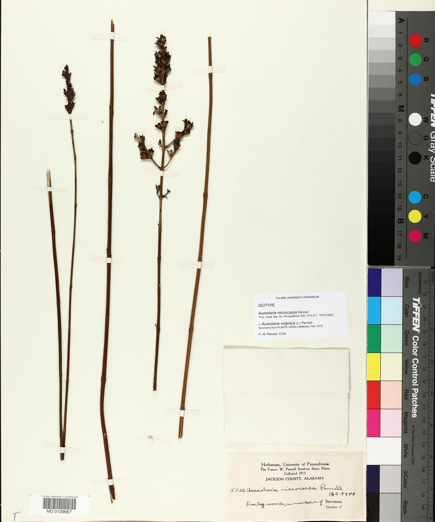 Aureolaria microcarpa image