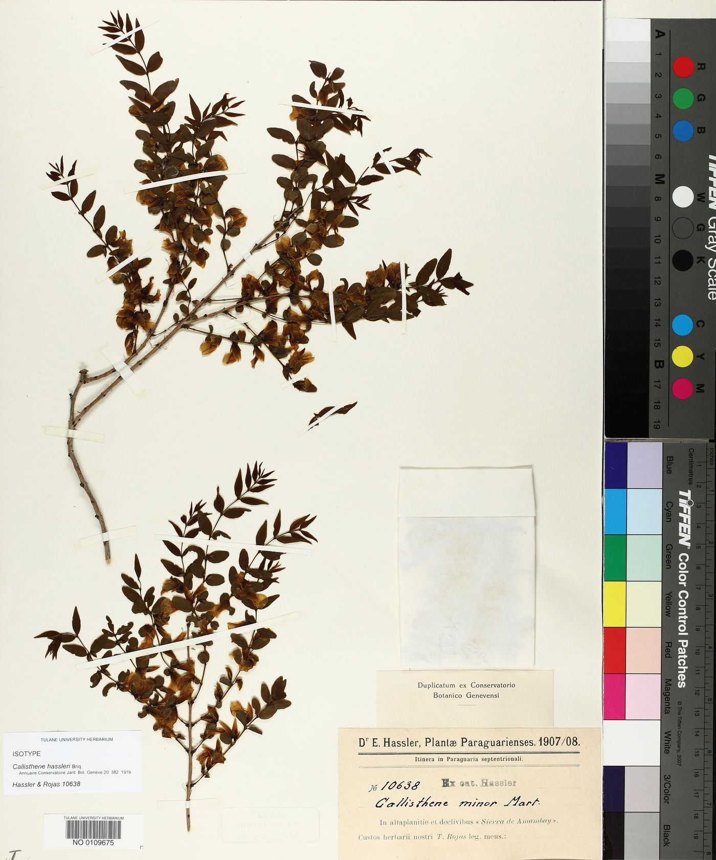 Callisthene hassleri image