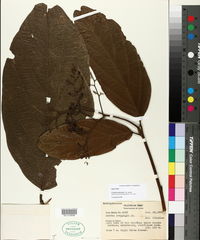 Media resource of Cordia mexiana