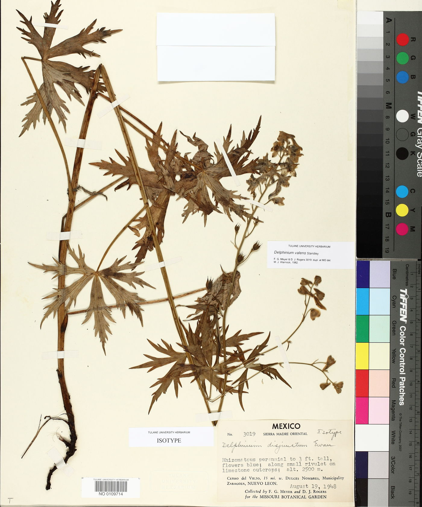 Delphinium disjunctum image