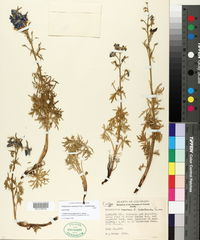 Delphinium glaucum image